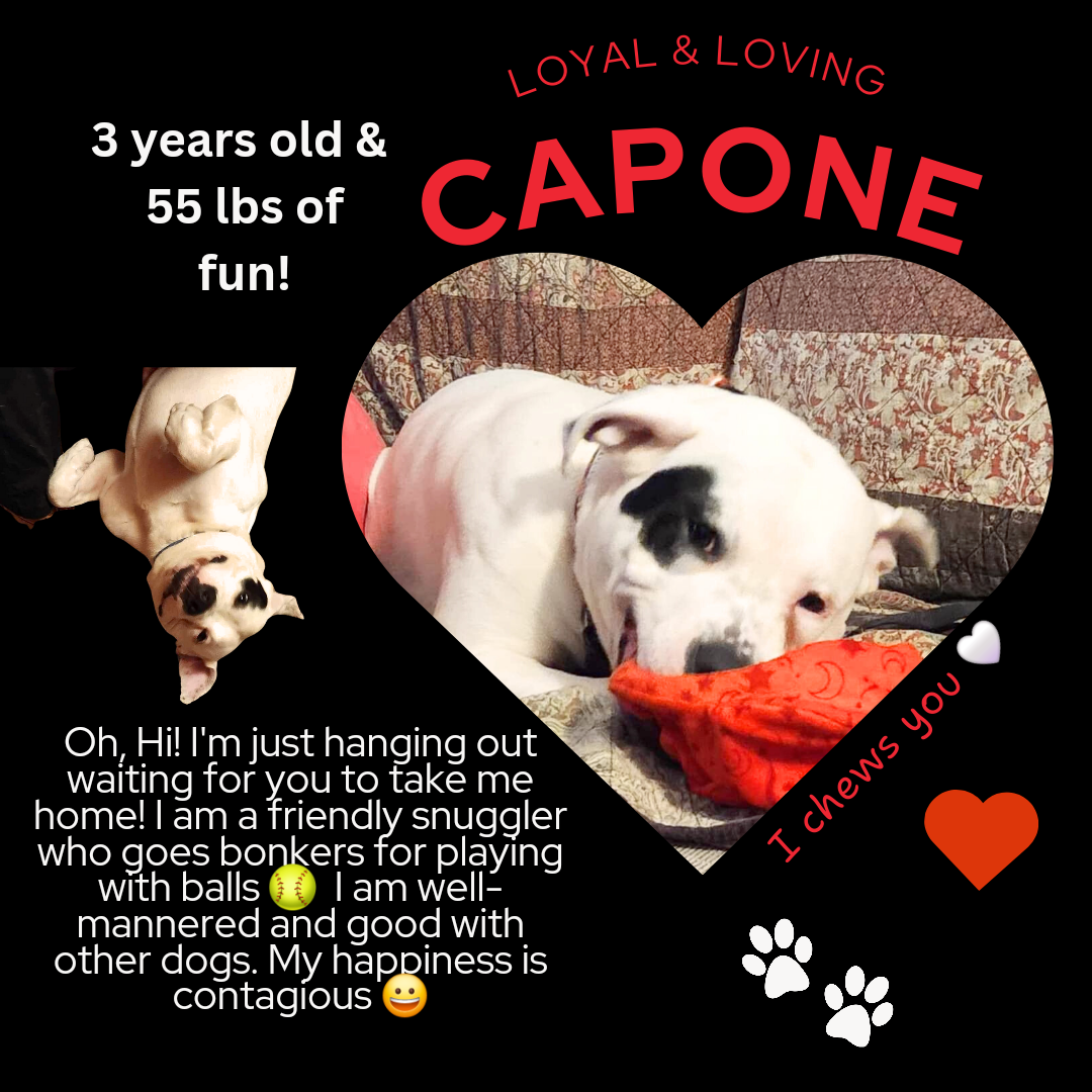 Capone website.png