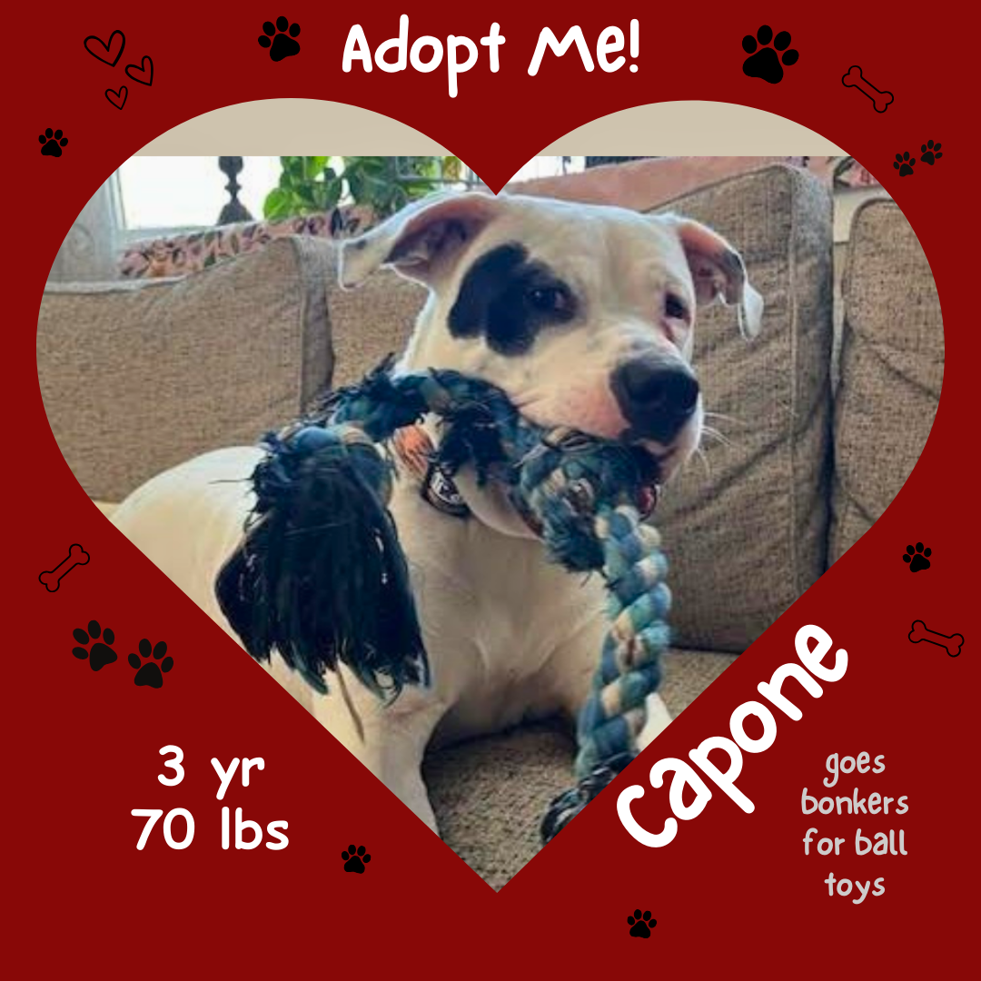 Capone.png