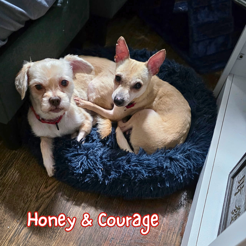 Honey+&+Courage.webp