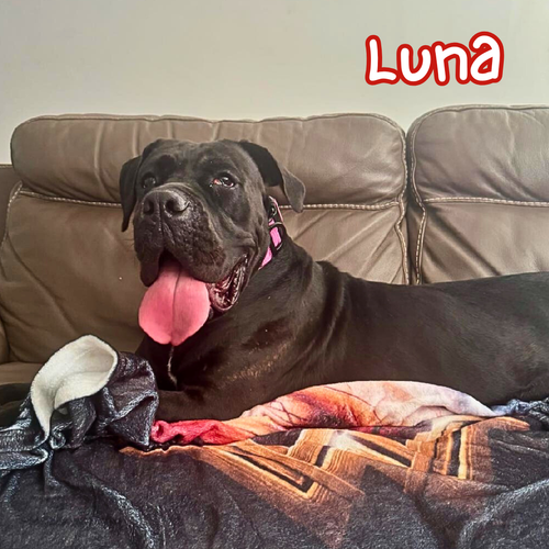 luna.webp