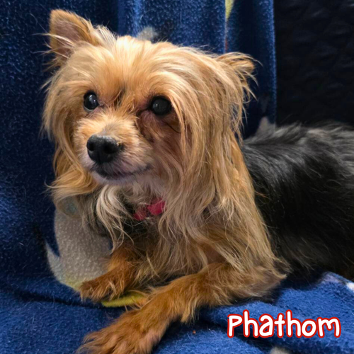 phathom2.webp