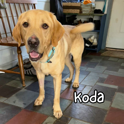 Koda.webp