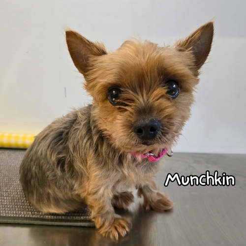 Munchkin.webp