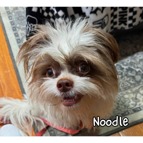 Noodle.webp