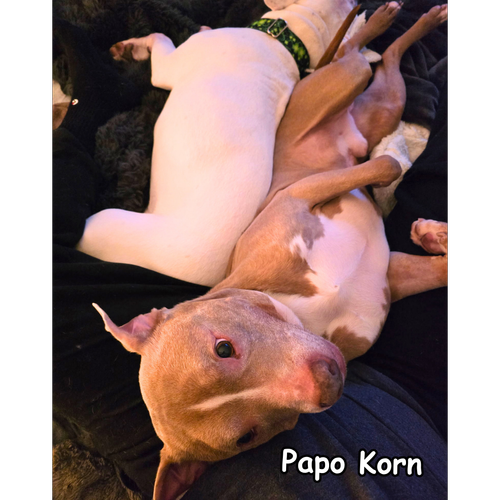 Papo Korn.webp