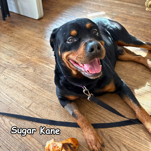 Sugar Kane.webp