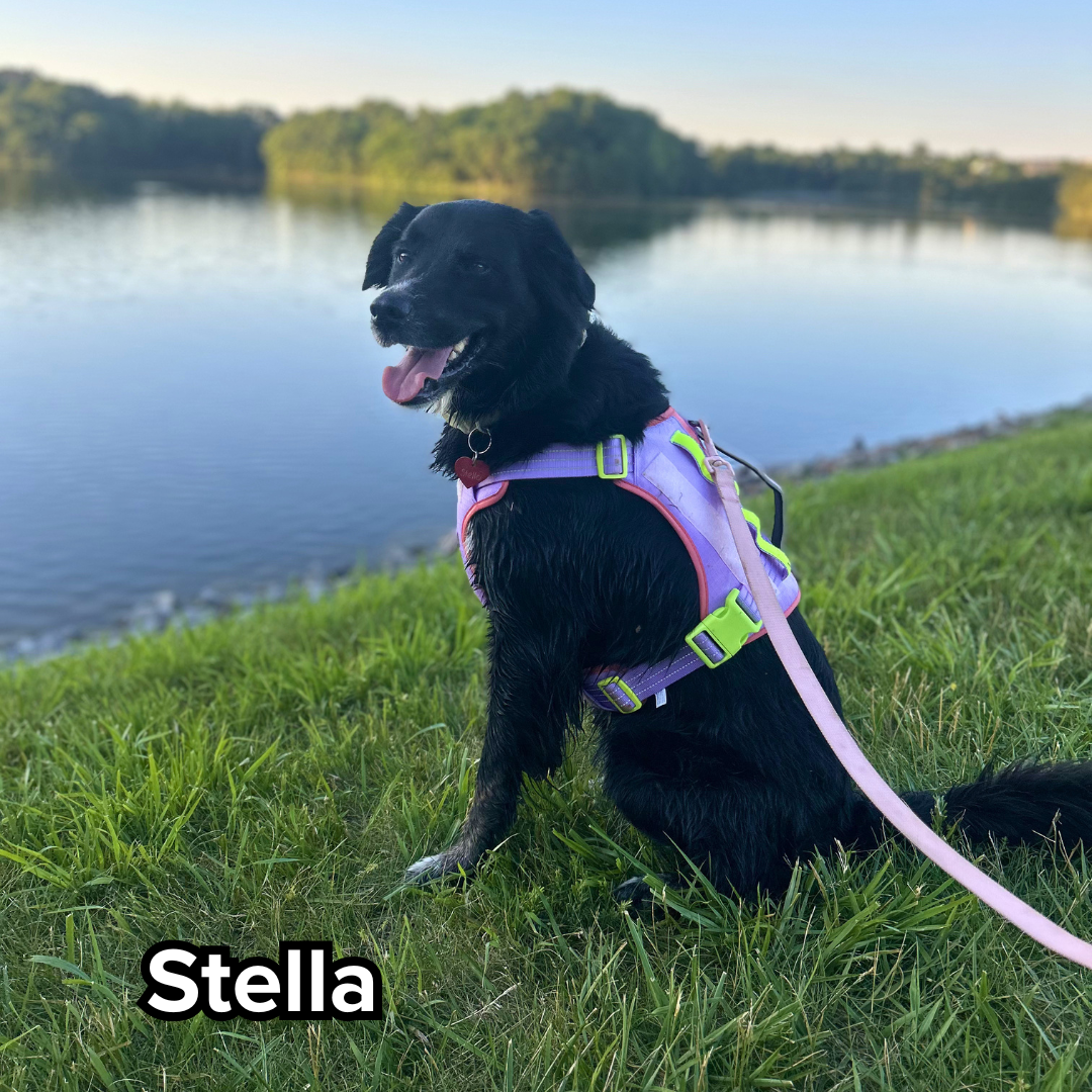 Stella.png