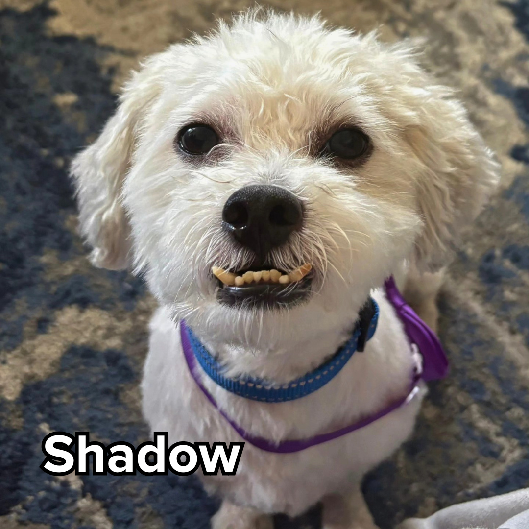 shadow.png