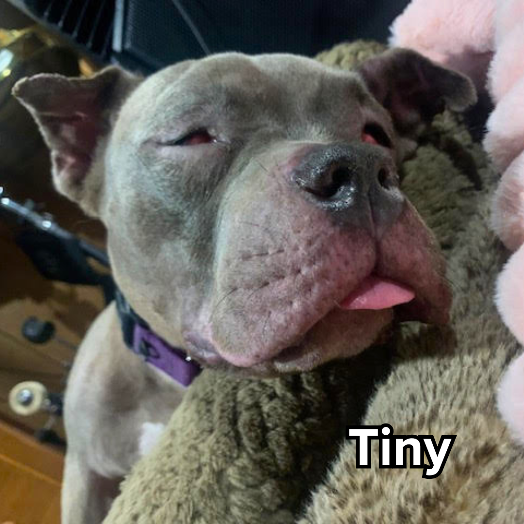 Tiny (1).png