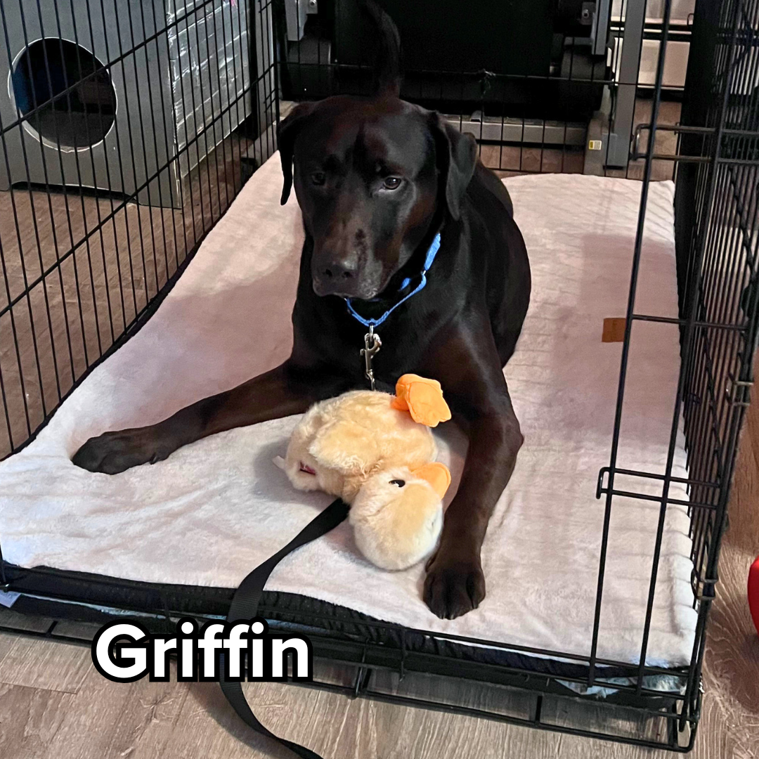 griff.png