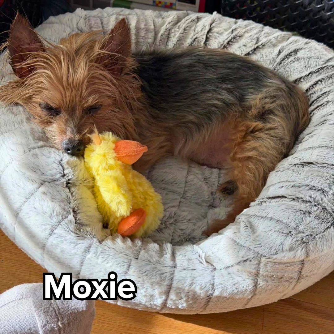 moxie.png