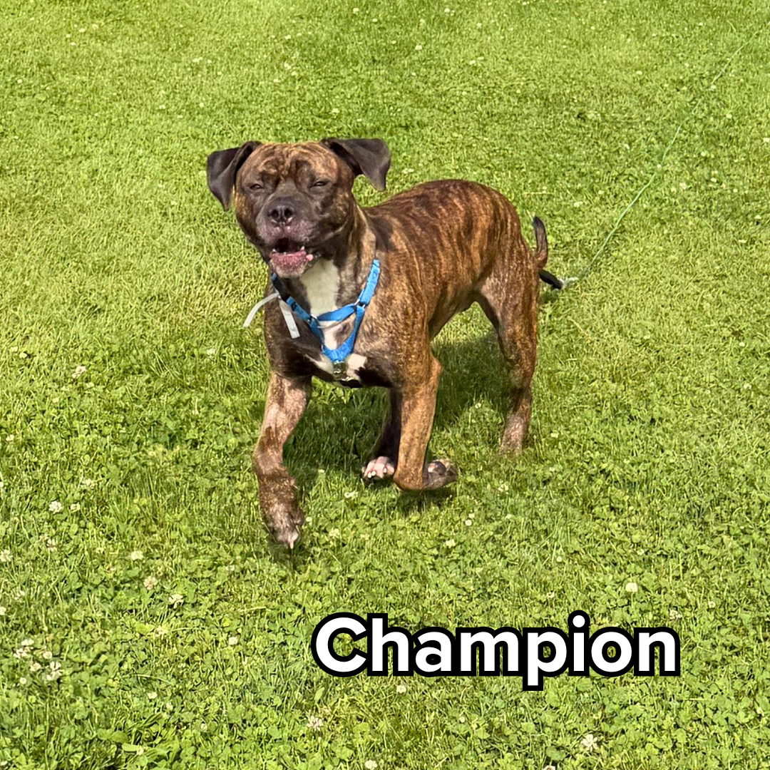 champ.png