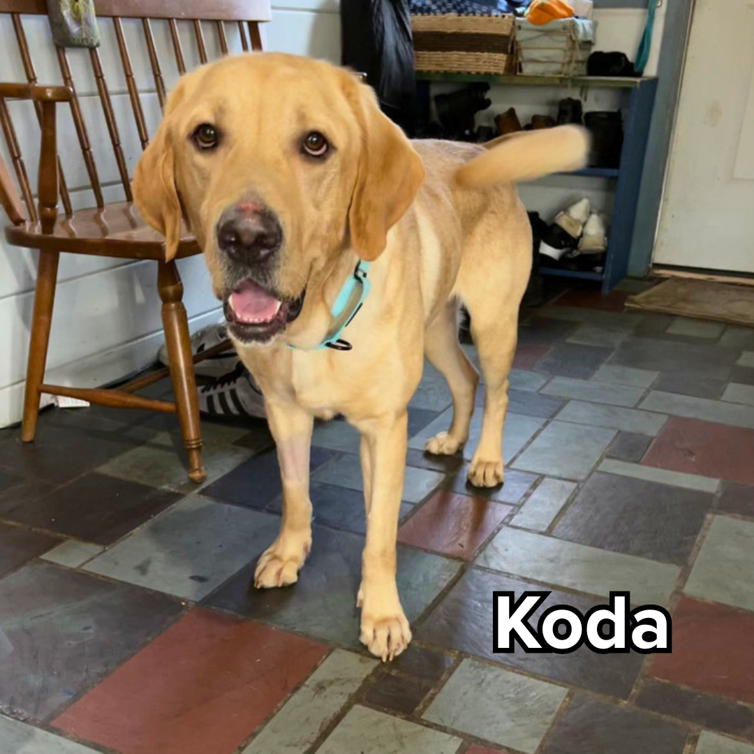 Koda.png