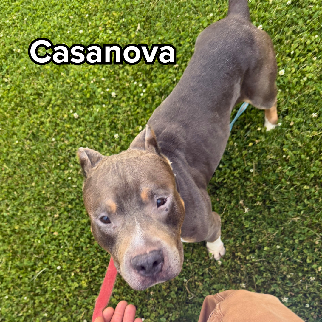 casanova (1).png