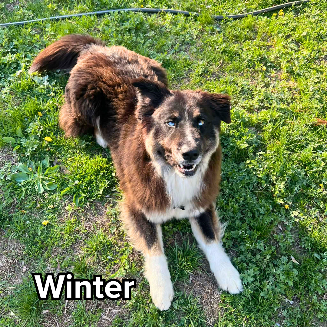Winter (1).png