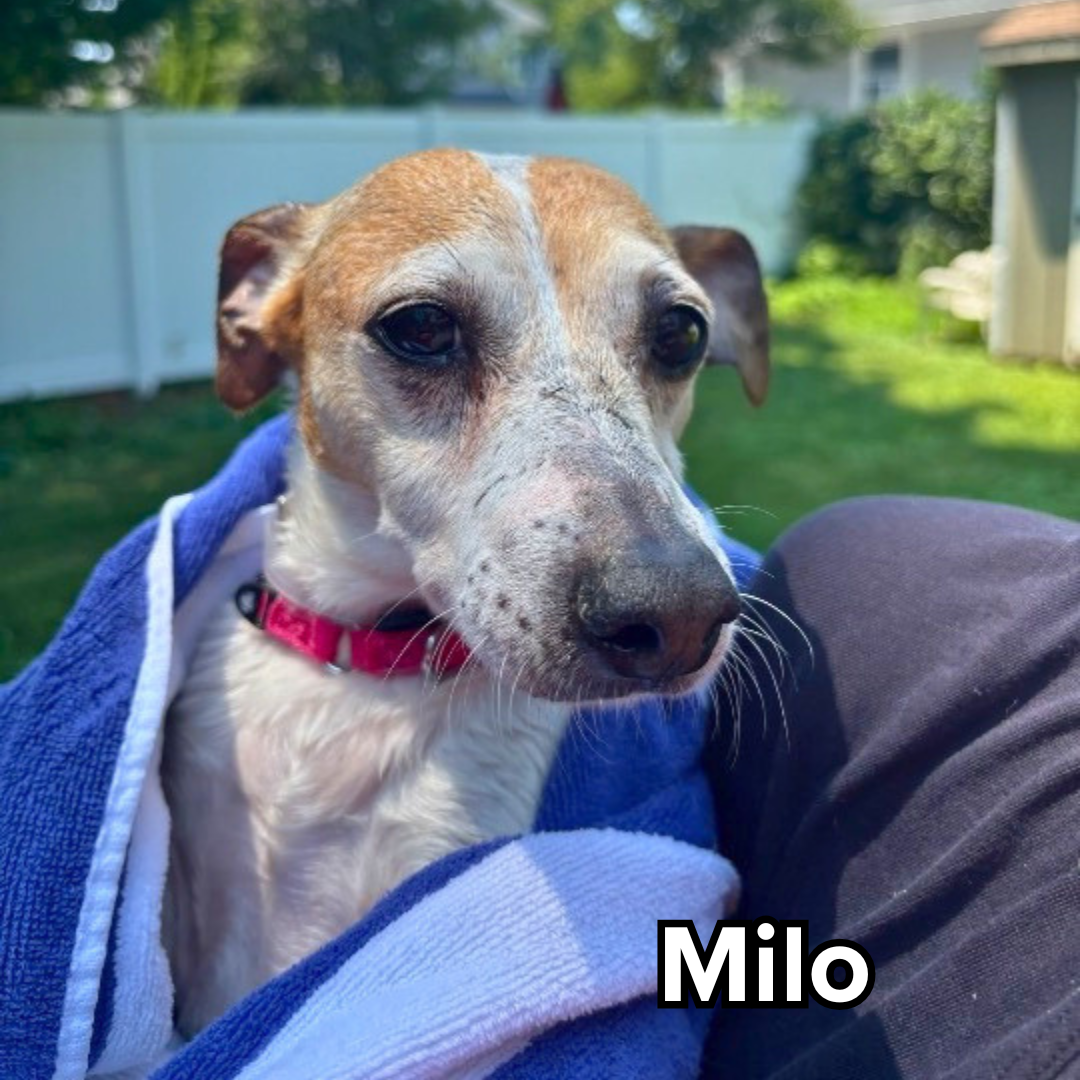 Milo.png