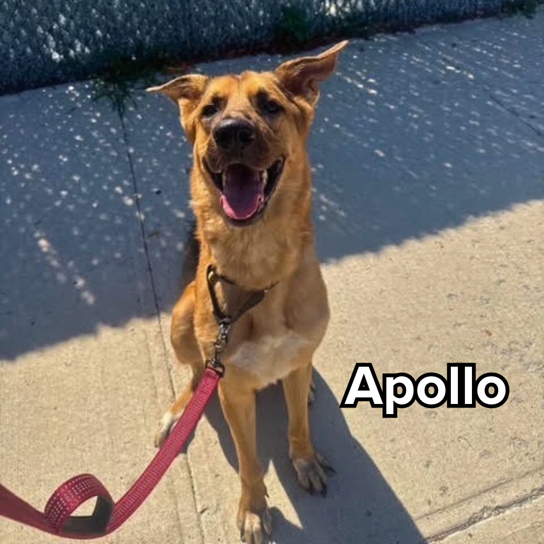 Apollo (1).png
