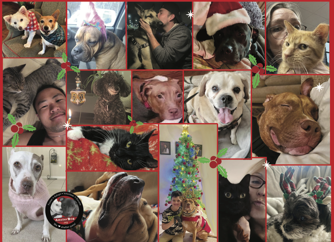 ADogCard1.webp