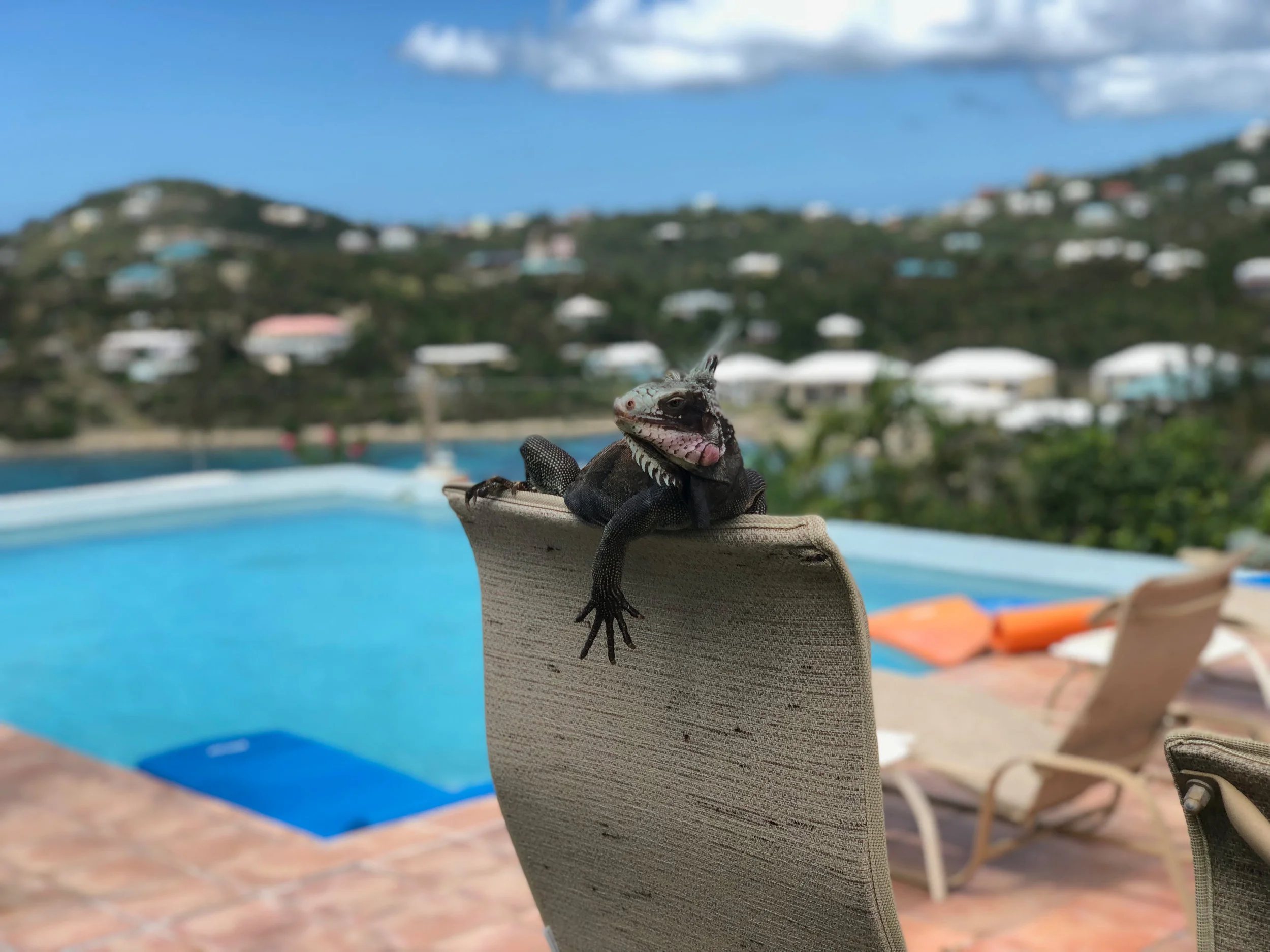 Henry, the Iguana