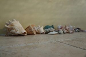 shells