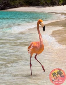 trunk bay flamingo beach