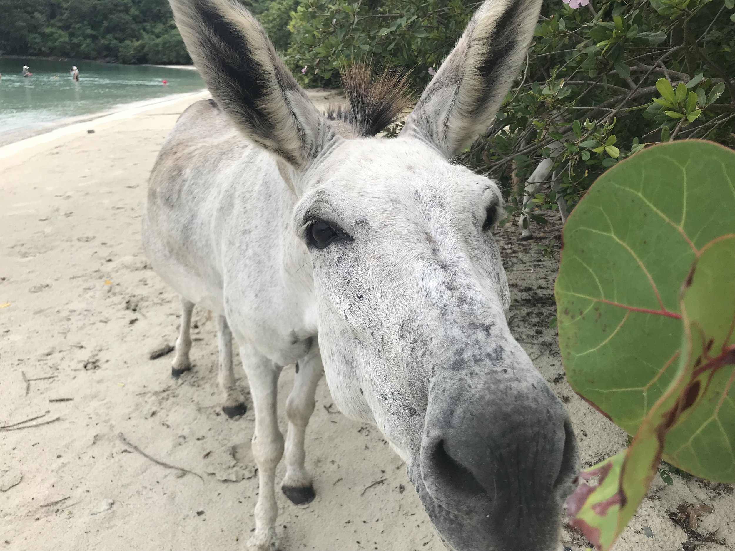 Donkey on Maho Beach