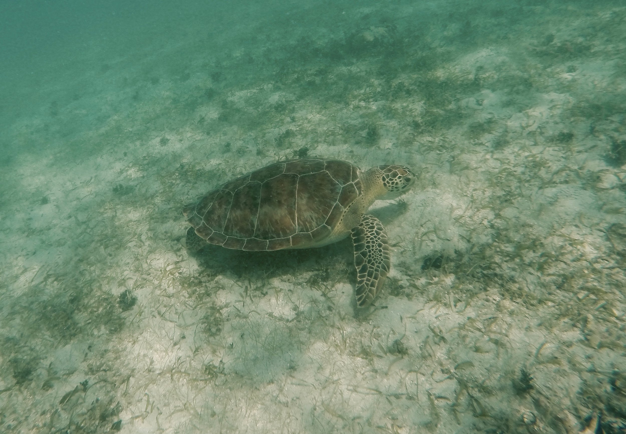Turtle in Maho Bay