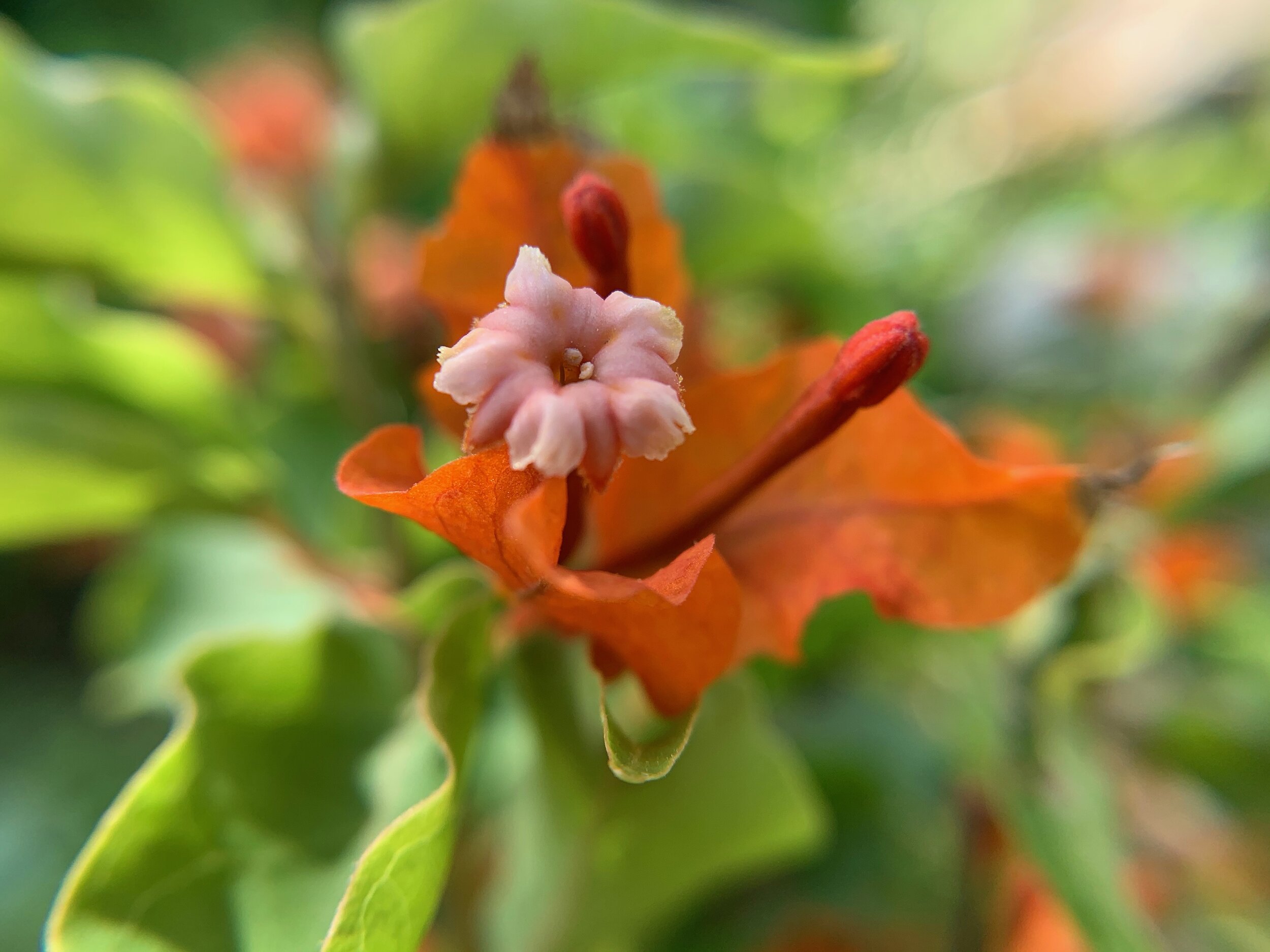 Dwarf orange Bougainvillea flower