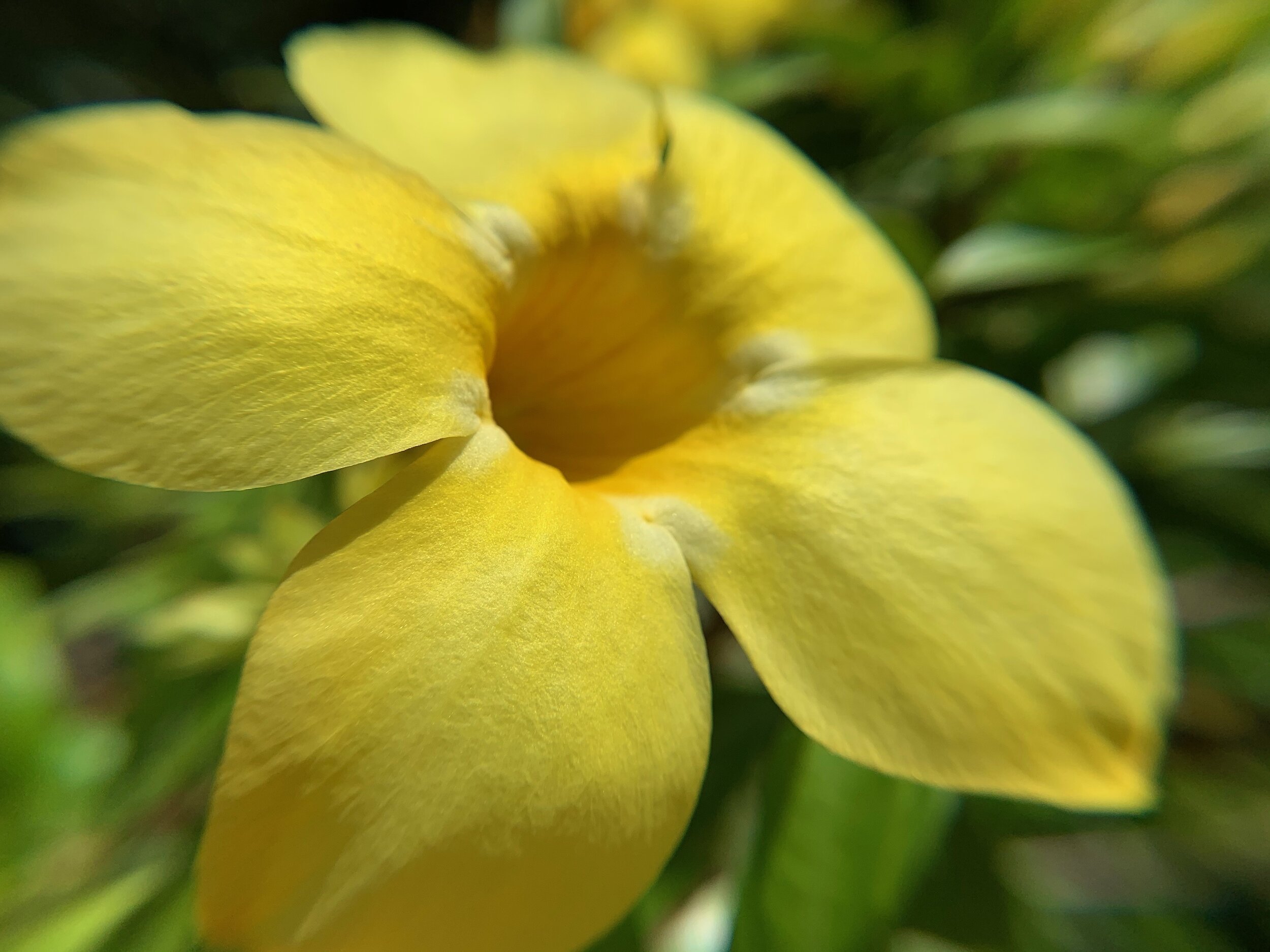 Alamanda flower