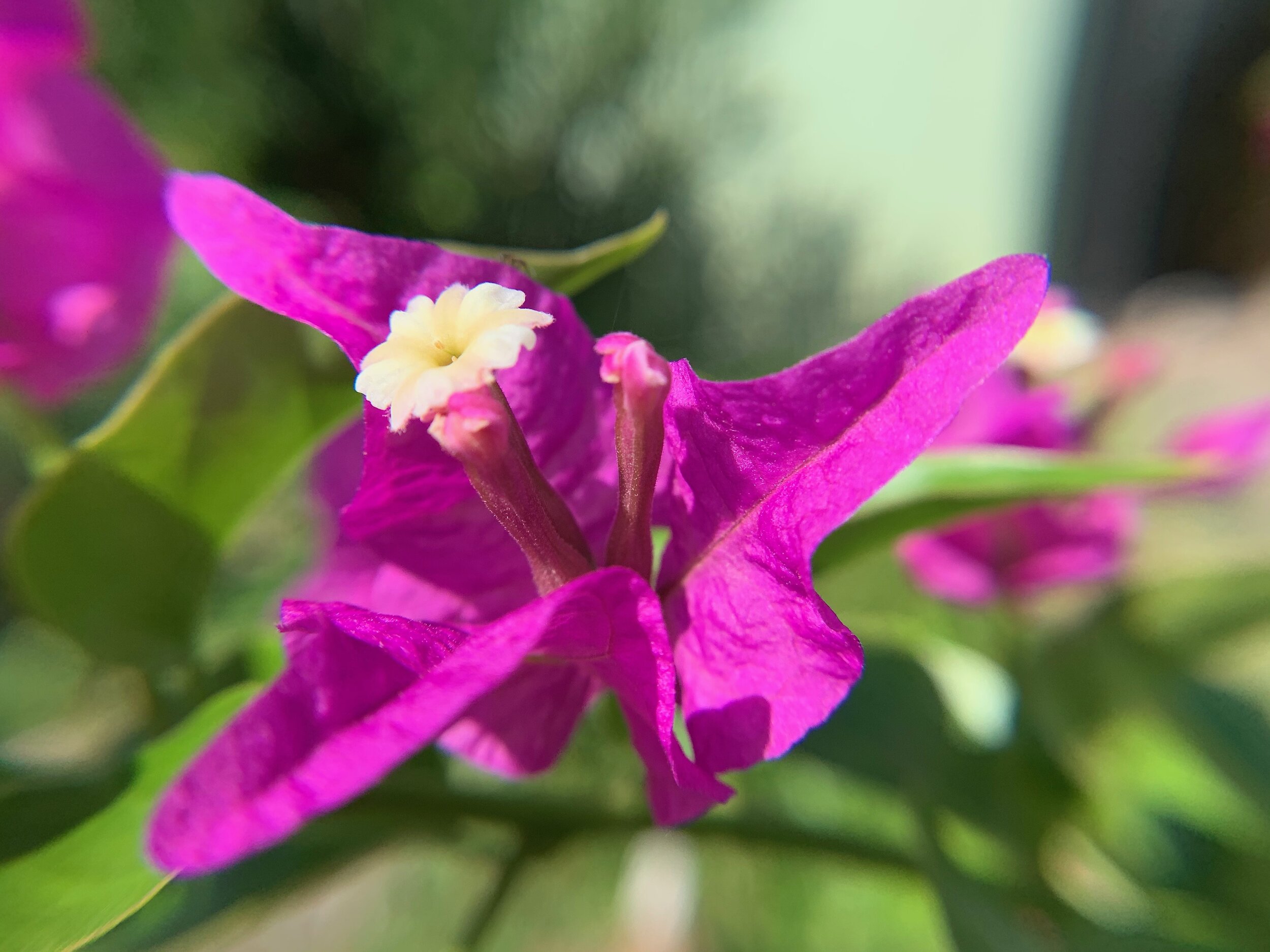 Purple Bougainvilla