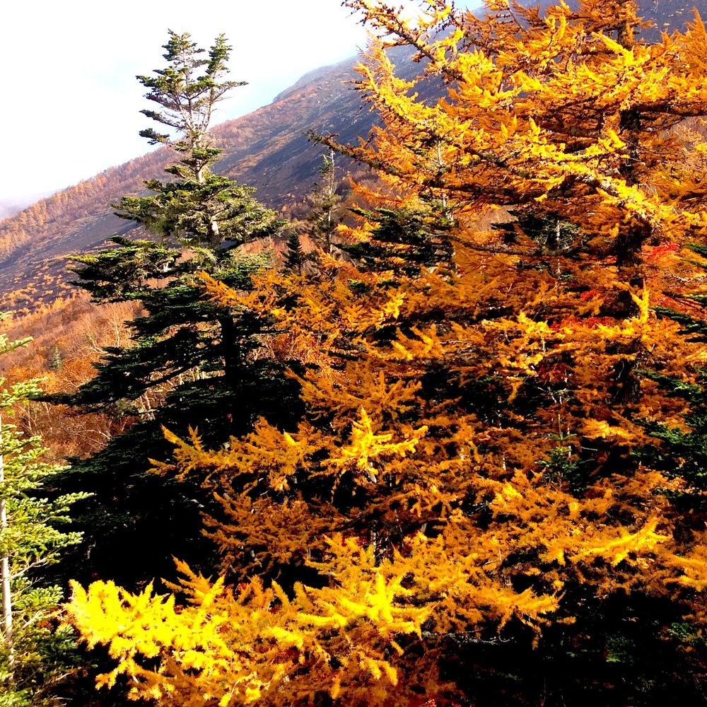 Autumn in Japan 12 Hannah Casey Brogan Artist.jpg