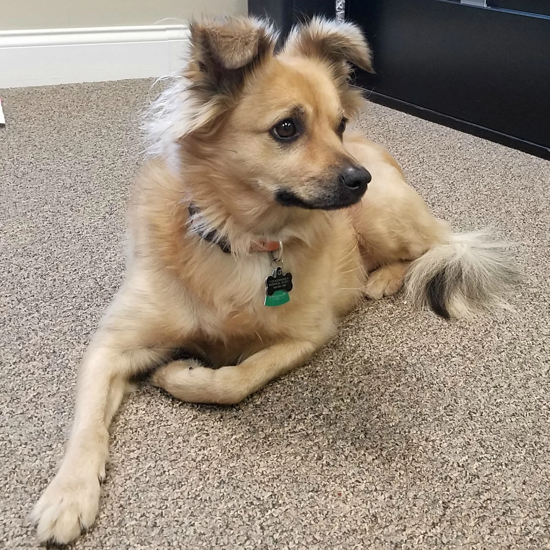 Bao Bao Office Dog (Chinese: 宝宝; pinyin: Bǎobǎo , meaning “treasure”; colloquially meaning “baby”) Bao Bao enjoys chasing tennis balls and barking at the mail carrier.