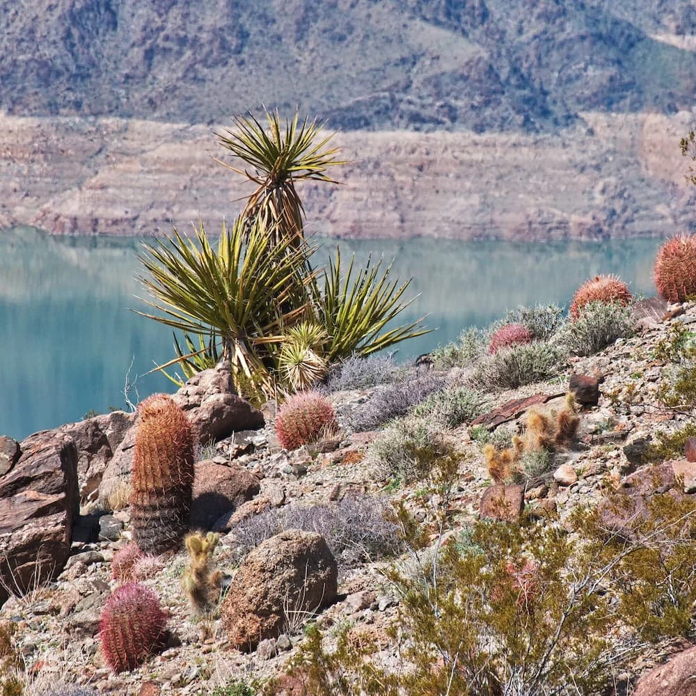 Top Lake Mead RV camping locations and tips