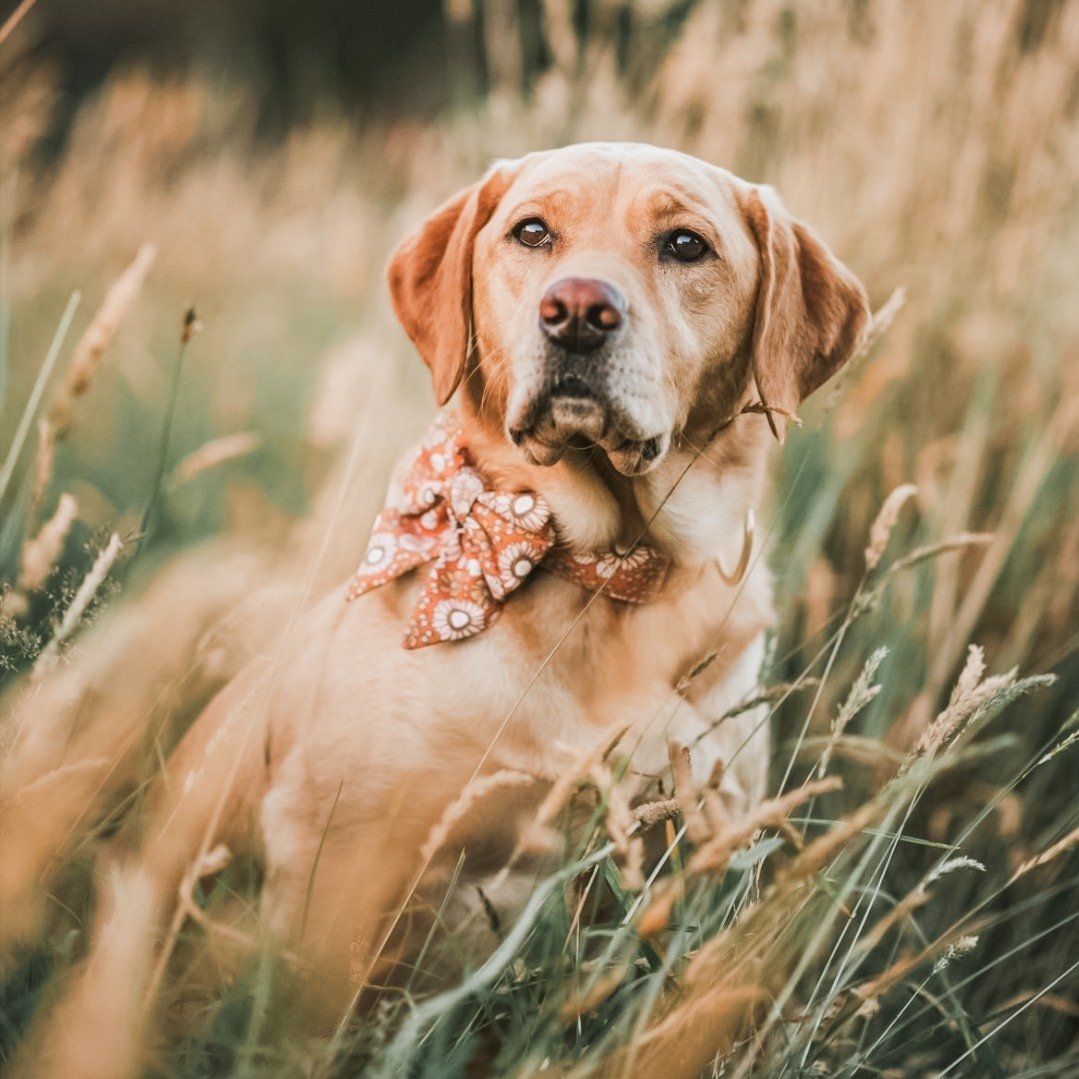 Handmade Dog Collar