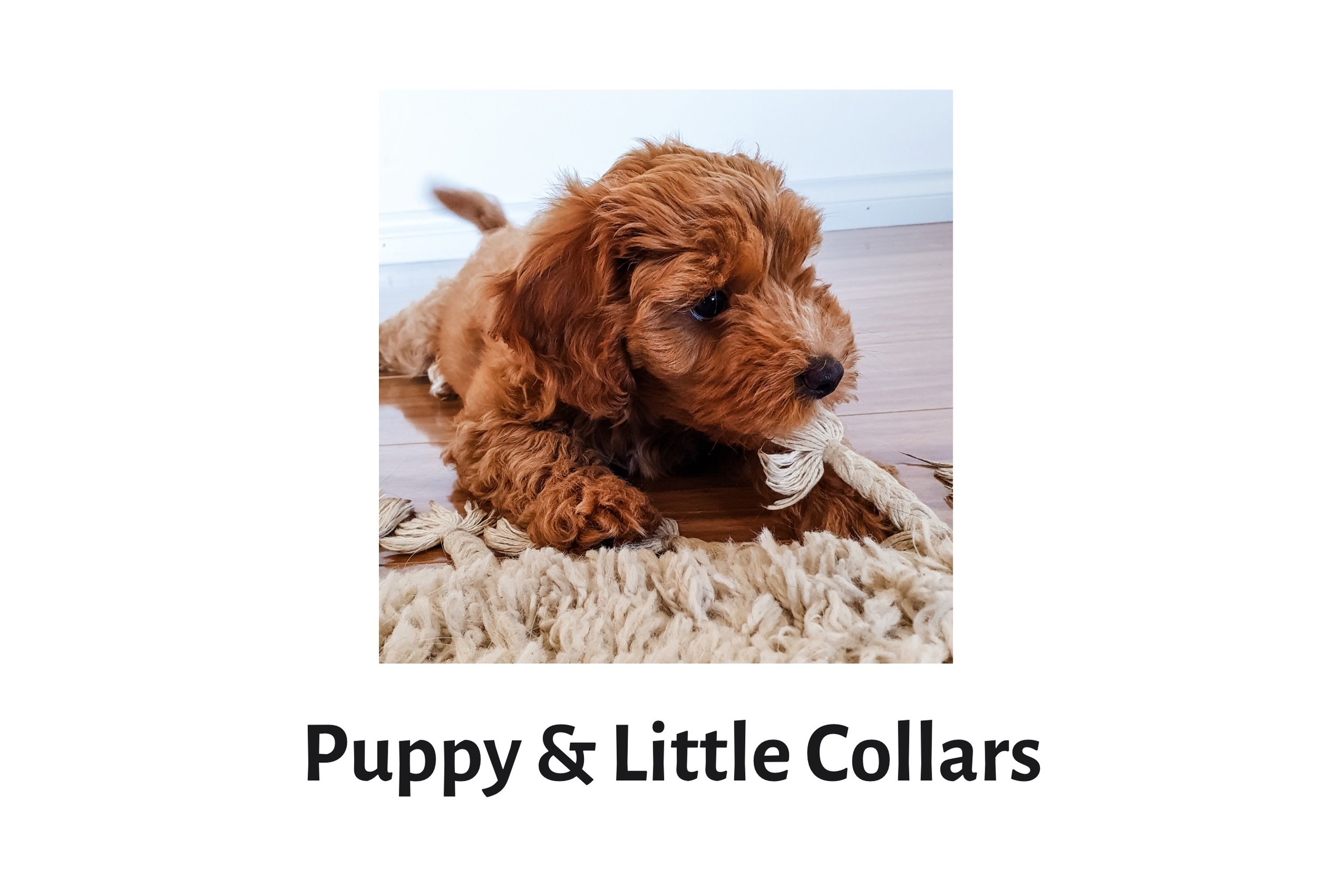 Puppy &amp; Little Dog Collars