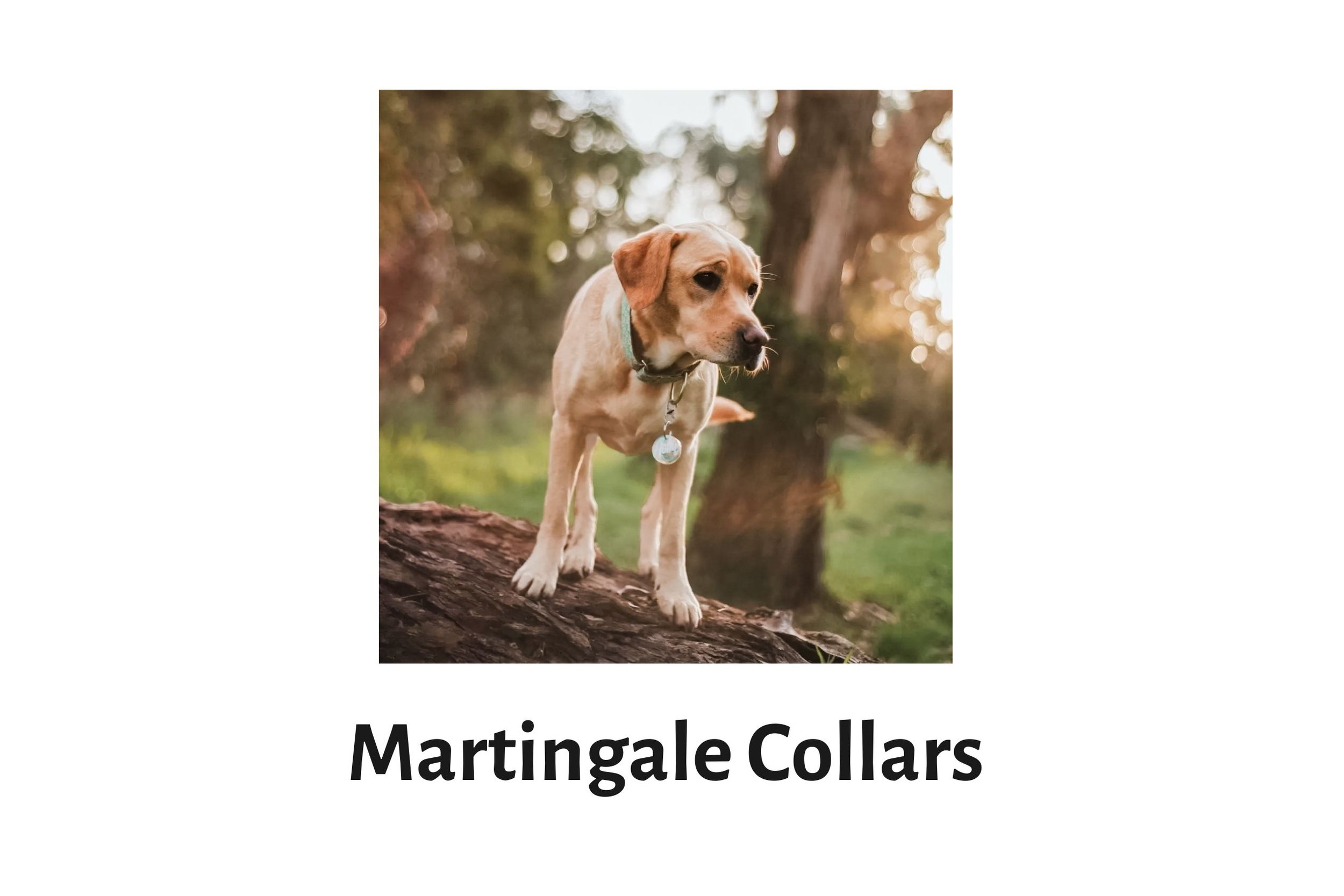 Handmade Martingale Dog Collars