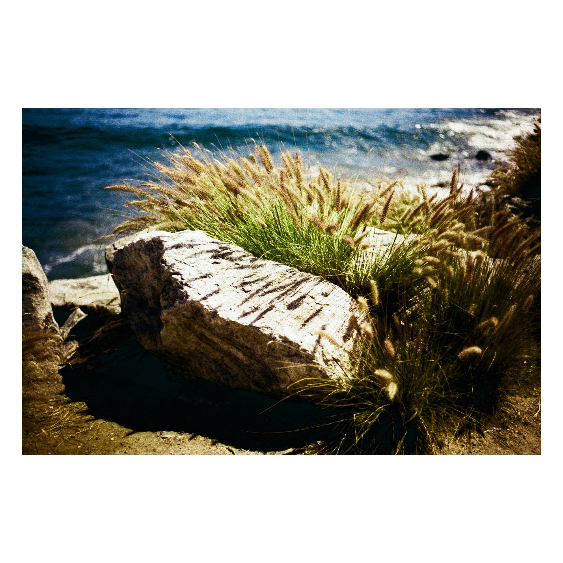 beach rock and shrub.JPG