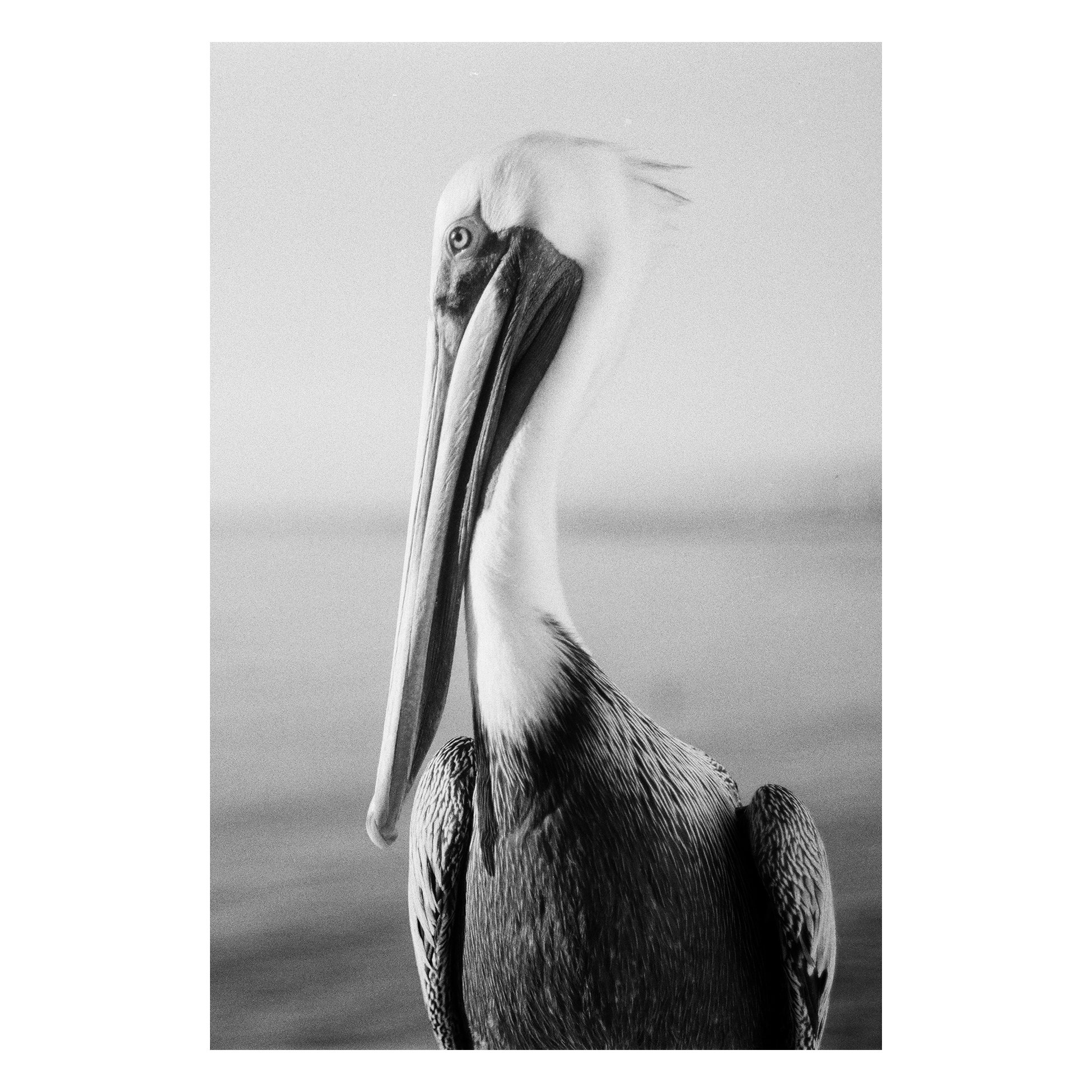 pelican.JPG