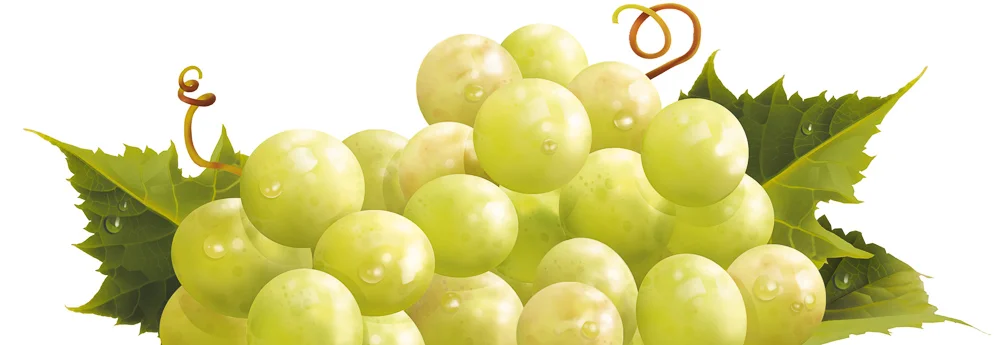 06 White Grape.jpg