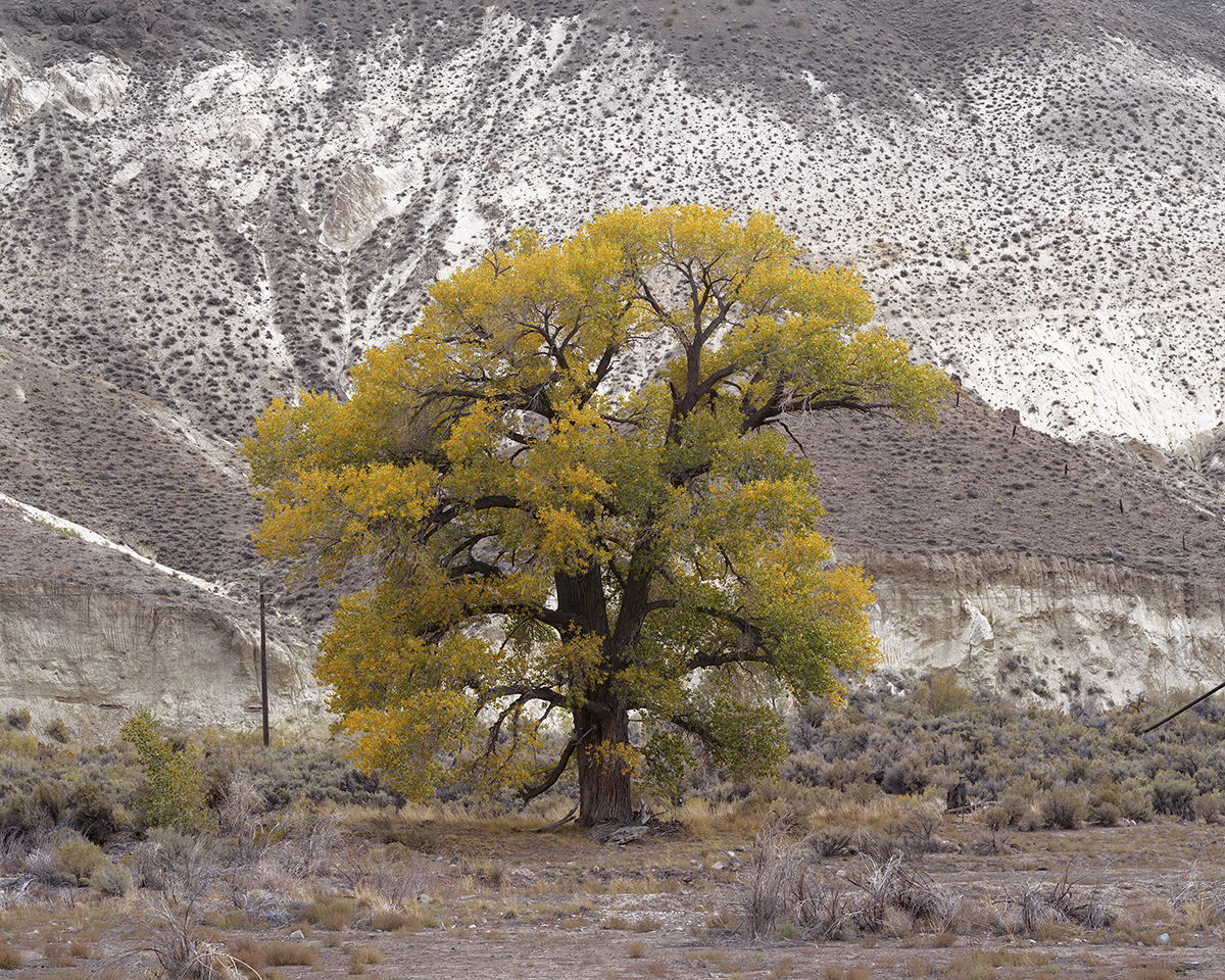 Cottonwood Under Chalk Bluff by the Truckee River, Washoe County, Nevada, 2014 