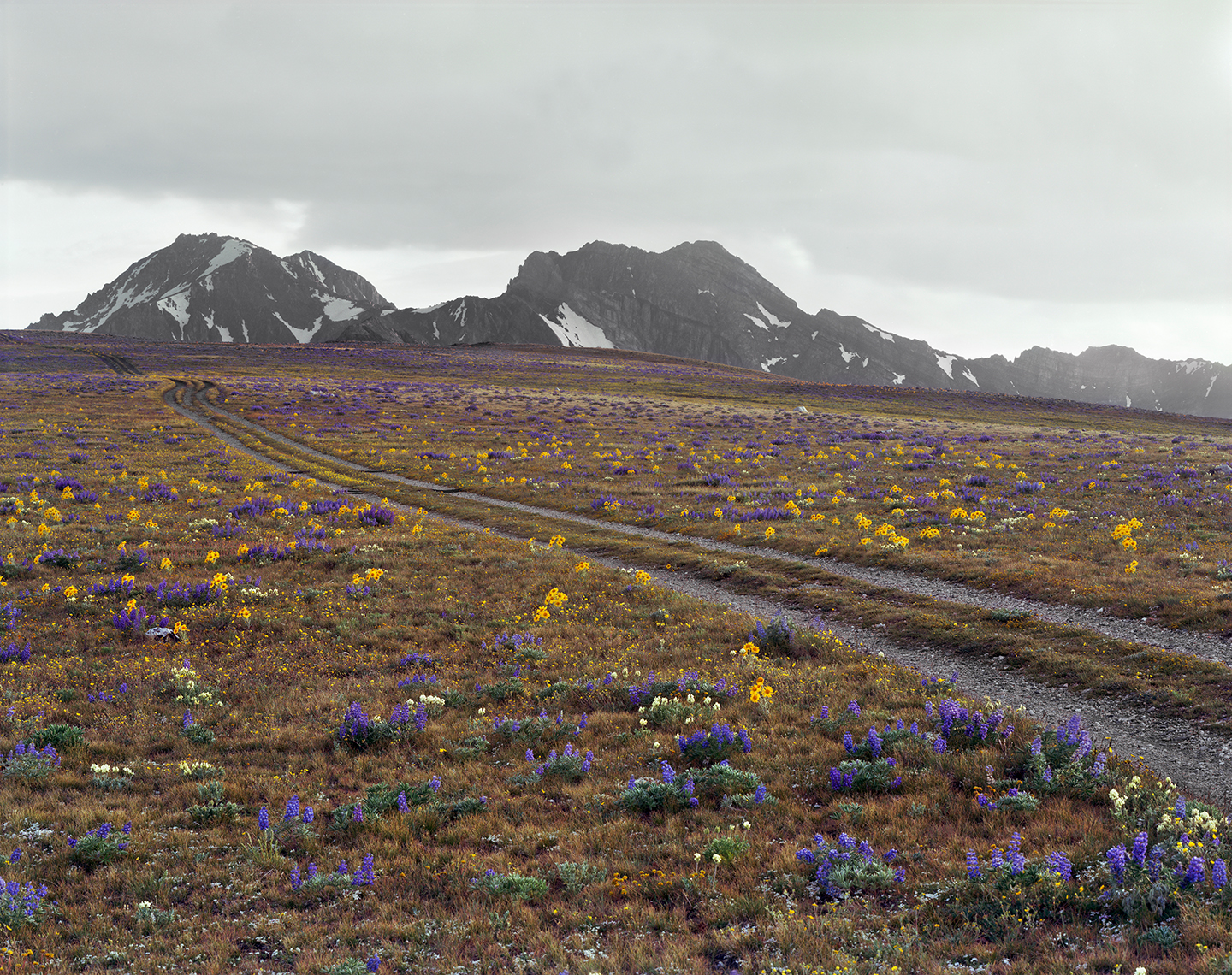  Jim Creek-Livingston Mine Road at 10,000 Feet, Railroad Ridge, Custer County, Idaho, 2011 