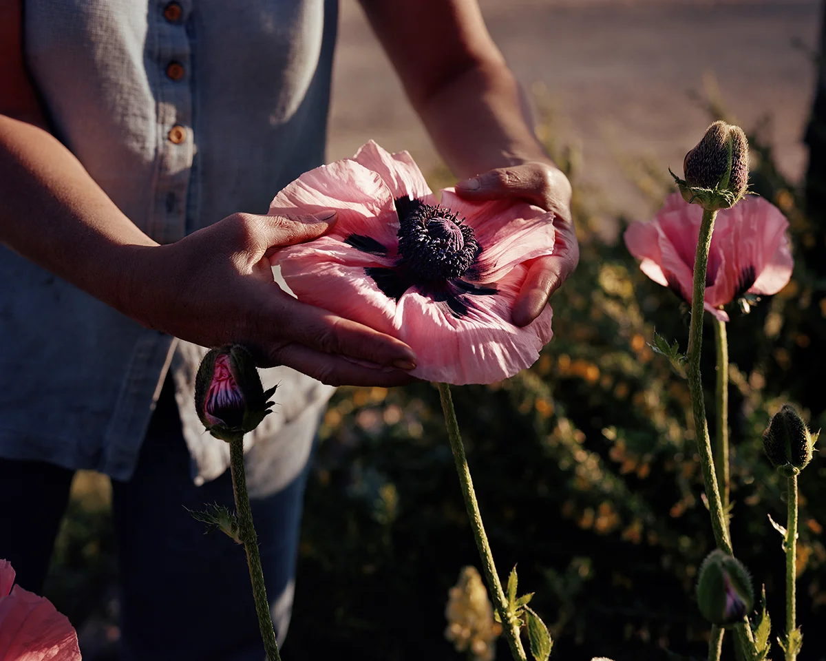 Poppy, Custer County, Idaho, 2004