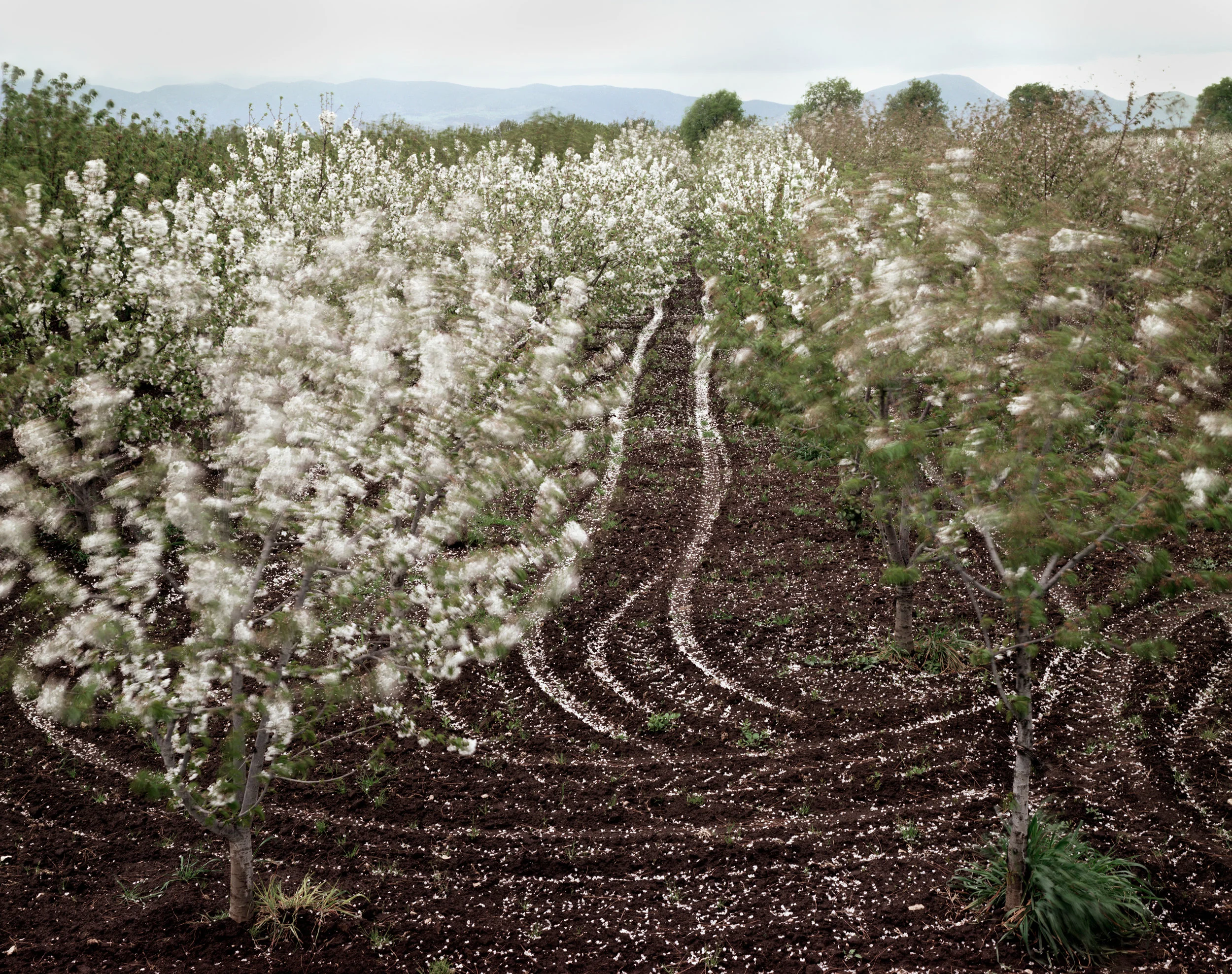 Cherry trees blooming, Sparanise, Italy, 1994