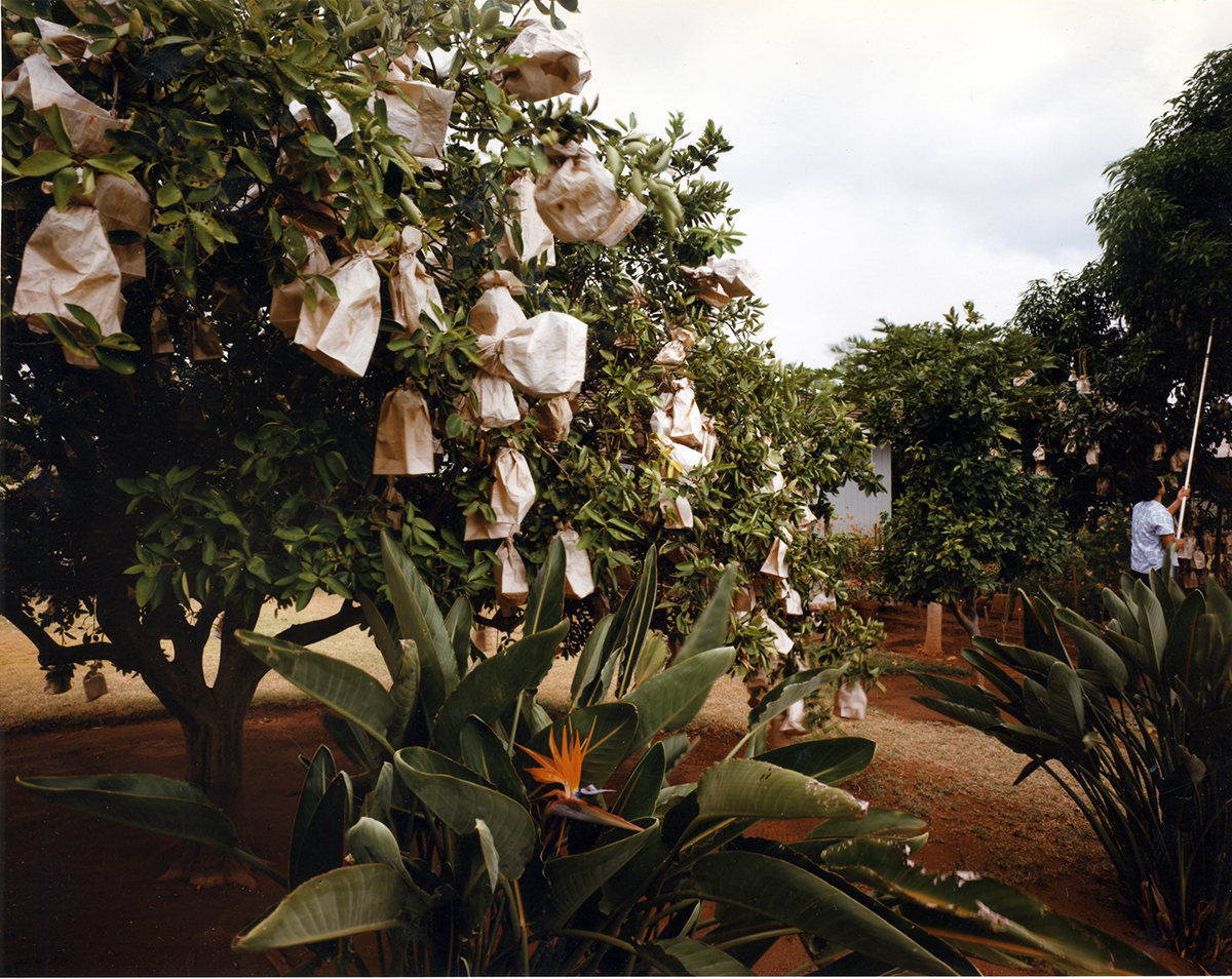  Paper bags protecting navel oranges and mangos from insects, Waimea, Kauai’i, 1991 
