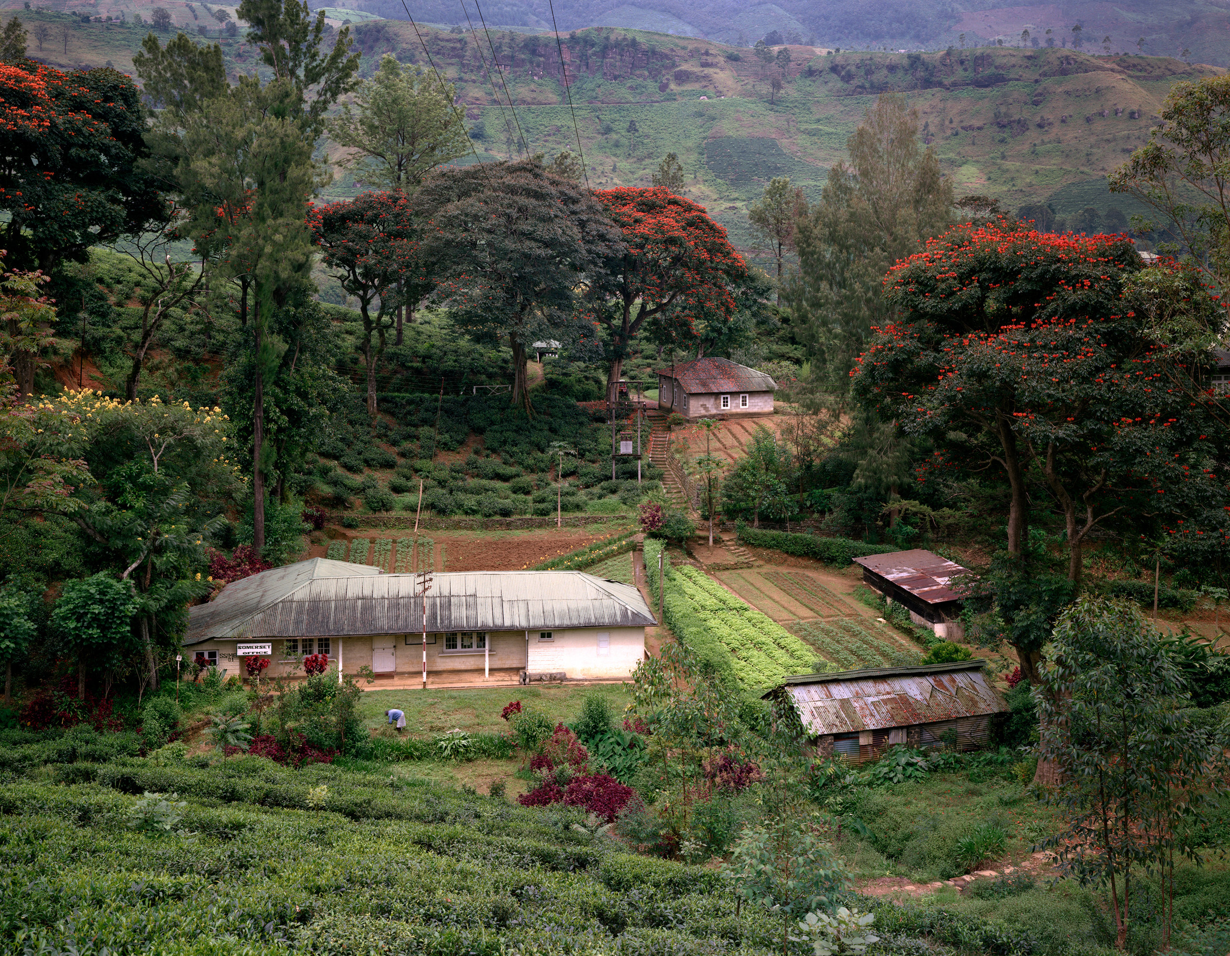 Somerset Tea Plantation Office and Flame Trees in the Jungle, near Nuawra Eliya, Sri Lanka, 1993 
