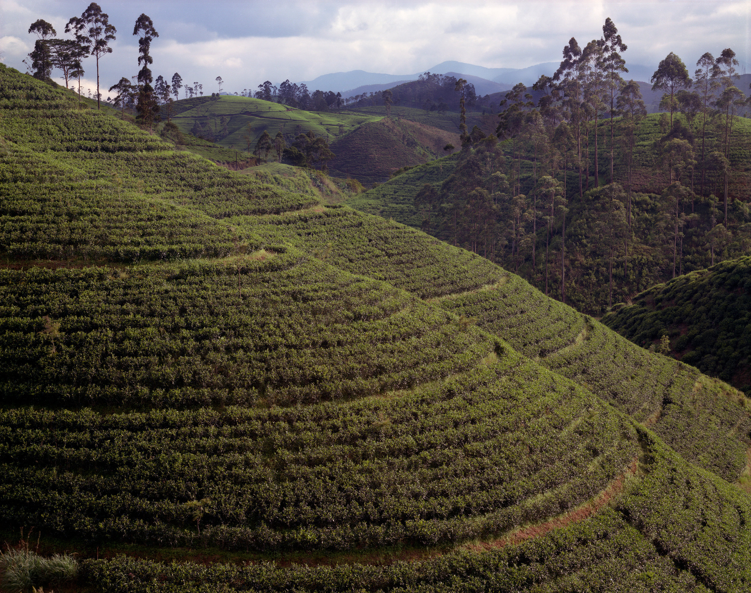  Tea plantation first planted by the British, now locally owned, Hatton Road, Sri Lanka, 1993 