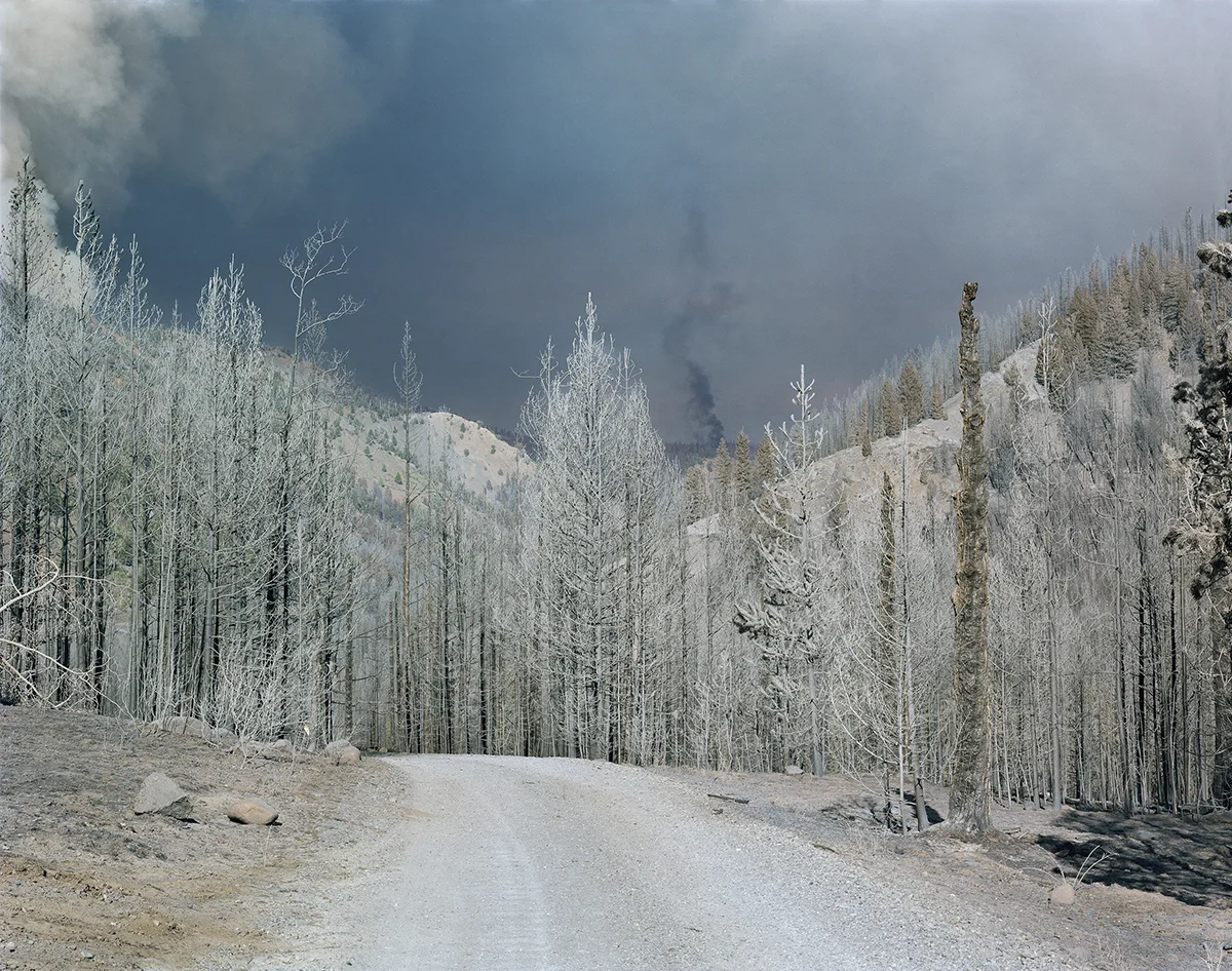 Mcphee-Burned Timber-3676v2_work v2.jpg