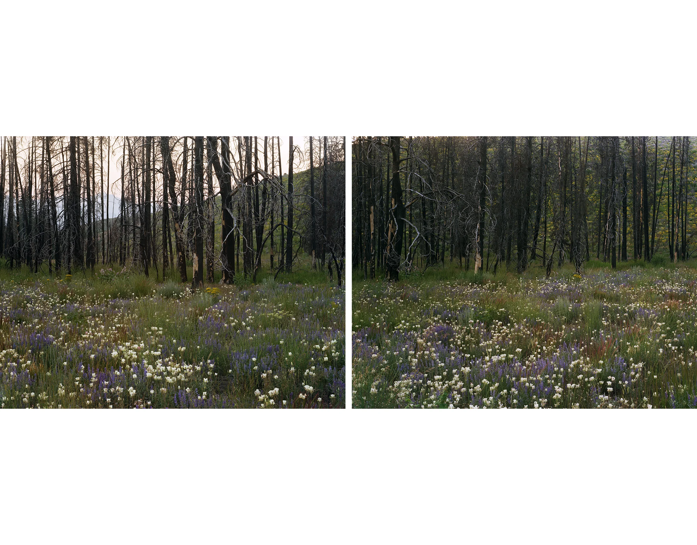 Untitled-2.jpg