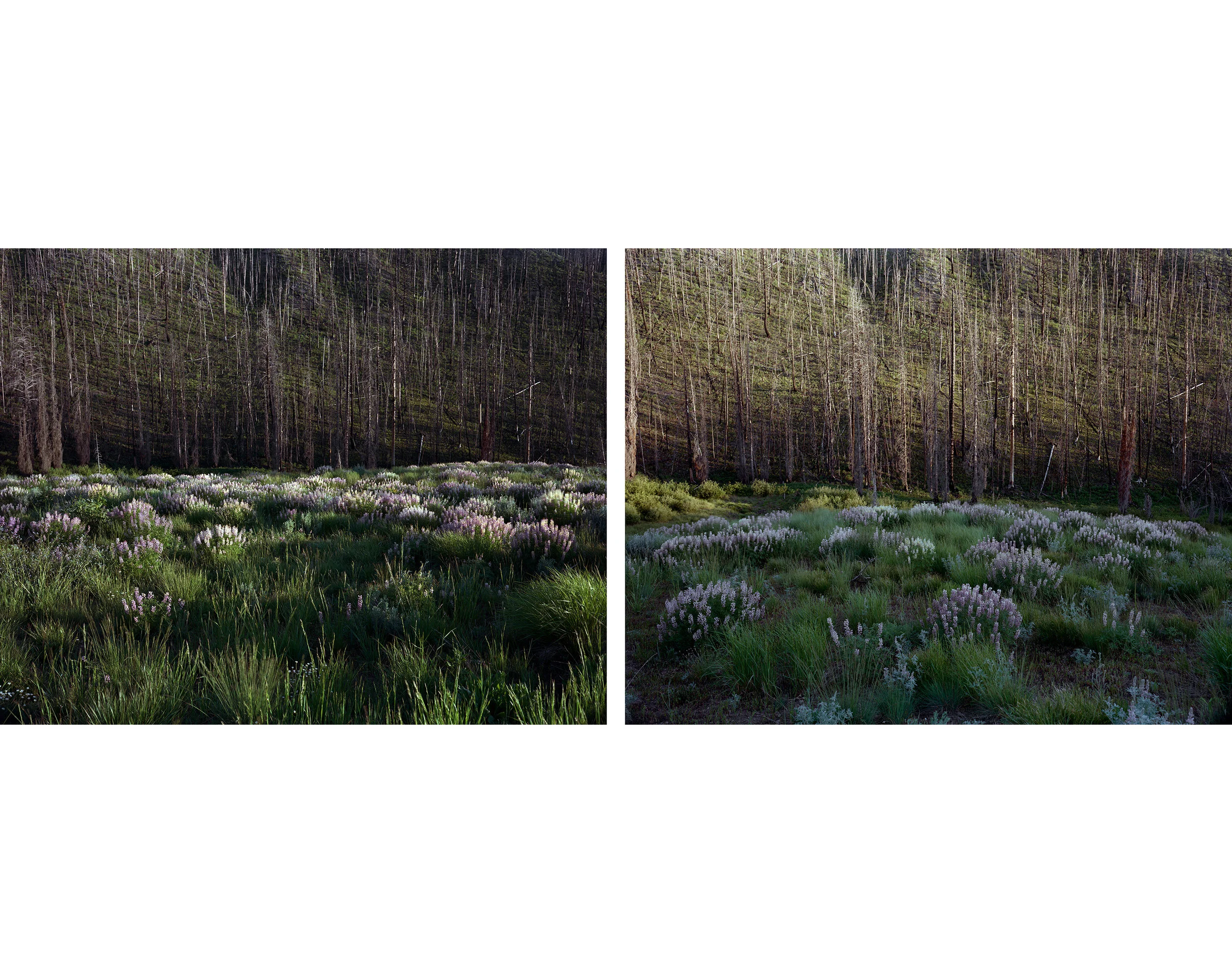 Burned+Lodgepole,+Fisher+Creek+Canyon,+Custer+County,+Idaho,+2011.jpg