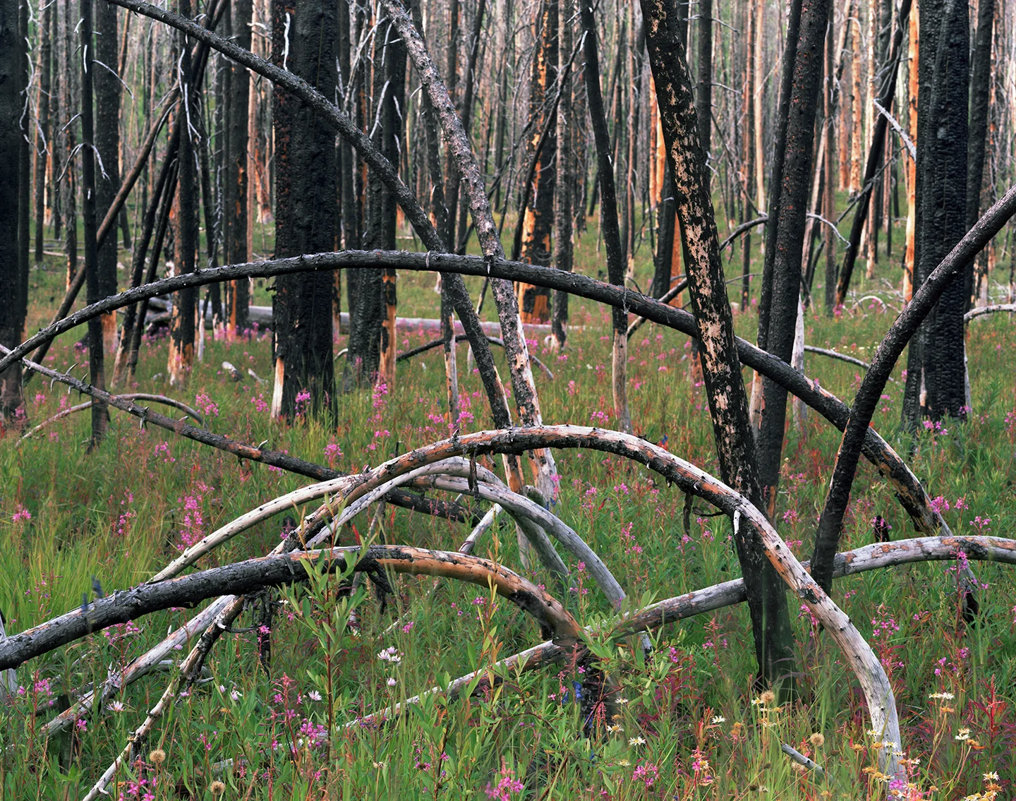 Evening+(Bent+Lodgepole),+Fourth+of+July+Creek+Canyon,+Custer+County,+Idaho,+2011.jpg